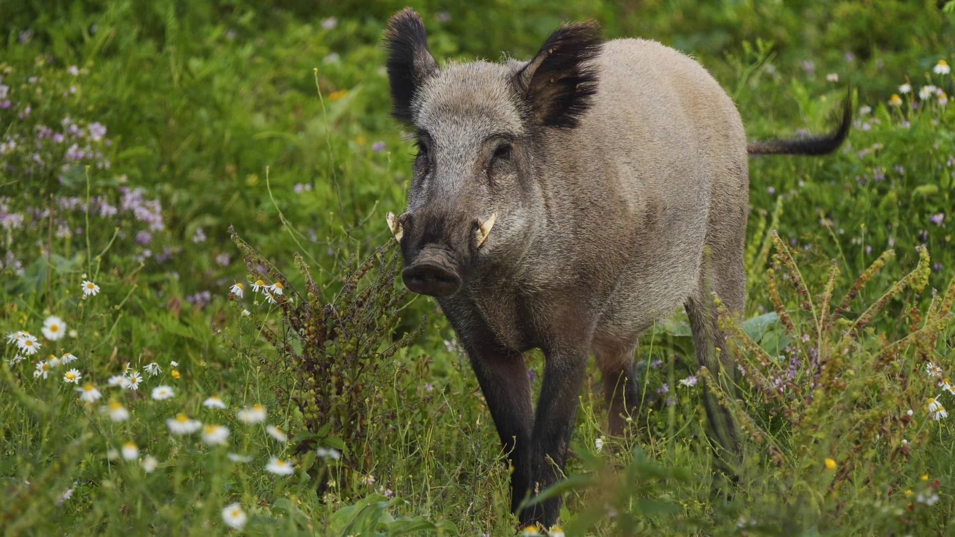 Ein Wildschwein: Das Tier war bei einer Jagd verletzt worden und legte mehrere Kilometer mit der Verletzung zurück. (Symbolbild)