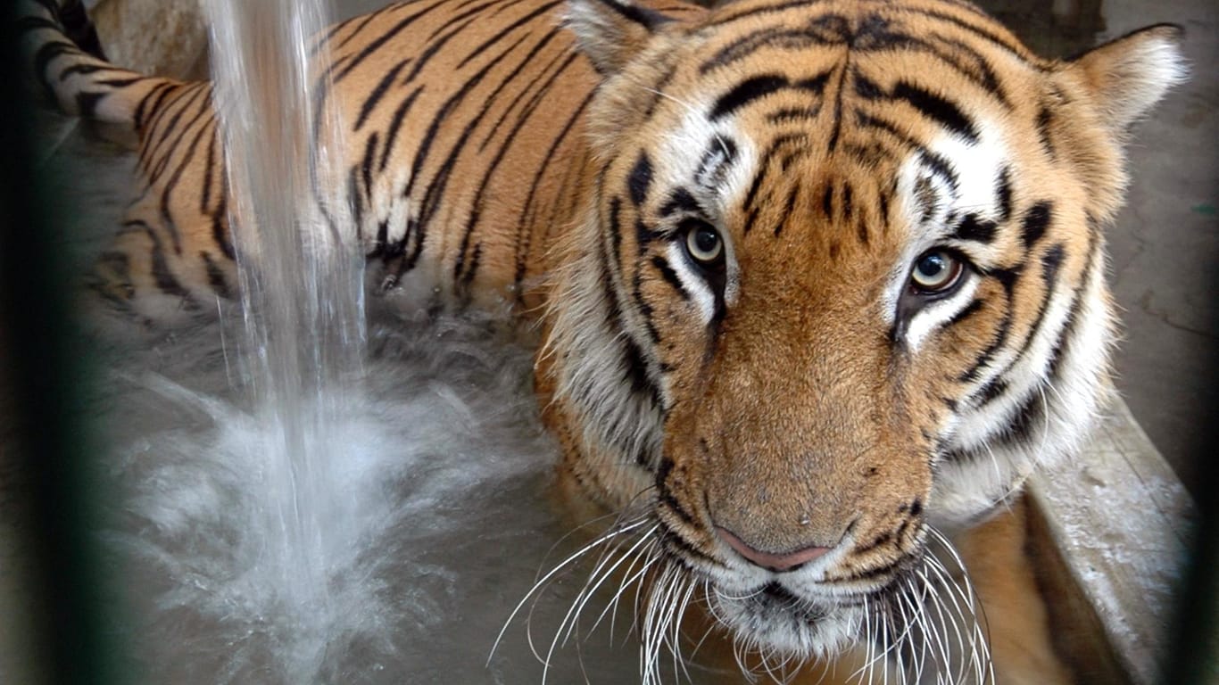 Ein Tiger in einem Gehege in Indien: Das getötete Tigerweibchen soll für den Tod eines Mannes verantwortlich sein. (Symbolbild)
