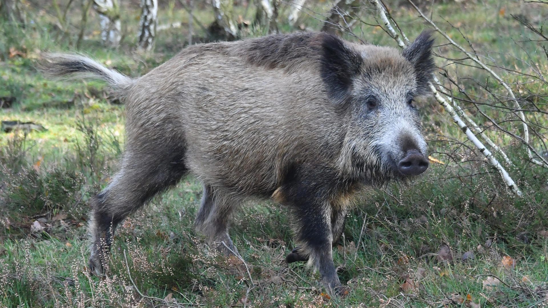 Ein Wildschwein: Die Jagd auf das Tier war wohl nicht schwer – der Mann gab an, dass das Tier zutraulich gewesen sei. (Symbolbild) Ein Wildschwein: Die Jagd auf das Tier war wohl nicht schwer – der Mann gab an, dass das Tier zutraulich gewesen sei. (Symbolbild)