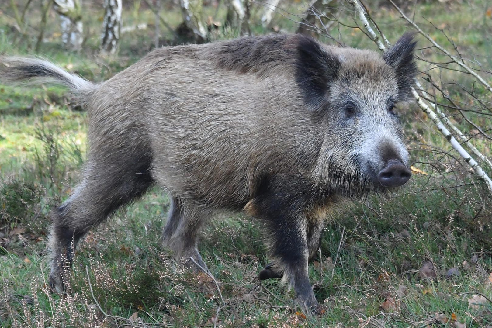 Ein Wildschwein: Die Jagd auf das Tier war wohl nicht schwer – der Mann gab an, dass das Tier zutraulich gewesen sei. (Symbolbild)