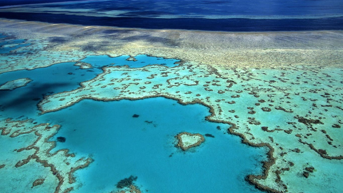 Das Great Barrier Reef: Die hier heimischen Riffhaie gelten als ungefährlich.