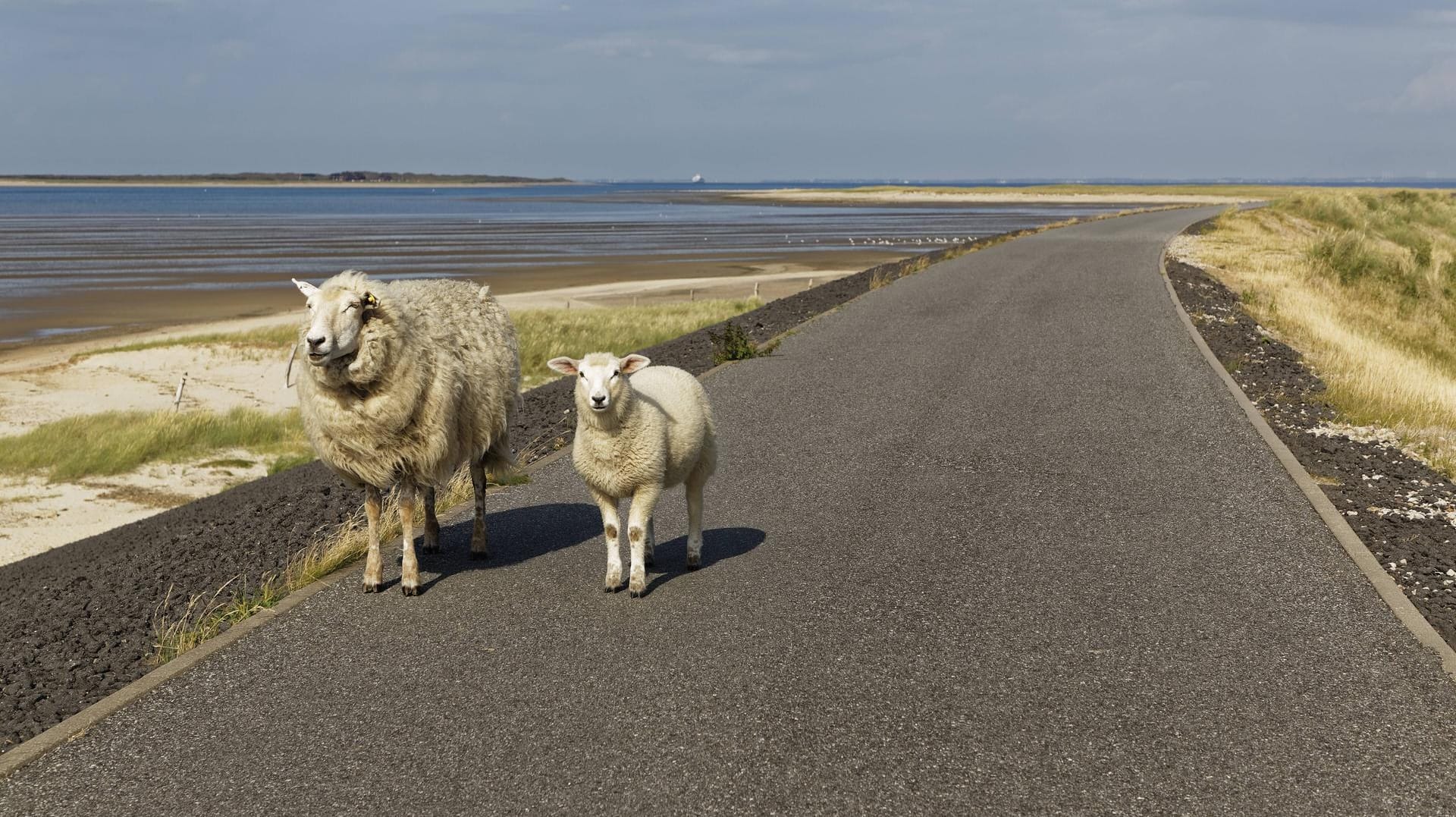 Schafe in Sylt: Die Insel soll bald über eine zweigleisige Bahnstrecke erreichbar sein.