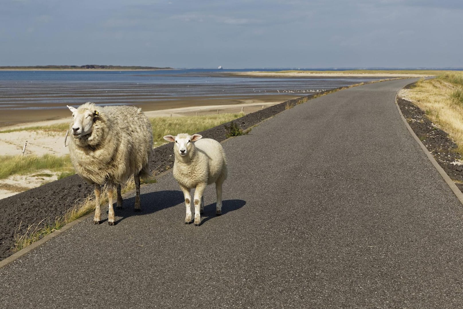 Schafe in Sylt: Die Insel soll bald über eine zweigleisige Bahnstrecke erreichbar sein.