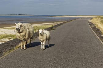 Schafe in Sylt: Die Insel soll bald über eine zweigleisige Bahnstrecke erreichbar sein.