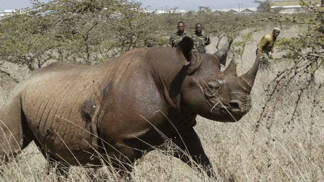 Ein halbes Jahr nach der Umsiedlung von sechs Nashörnern aus Südafrika in den Tschad sind vier der vom Aussterben bedrohten Tiere verendet. Ein halbes Jahr nach der Umsiedlung von sechs Nashörnern aus Südafrika in den Tschad sind vier der vom Aussterben bedrohten Tiere verendet.