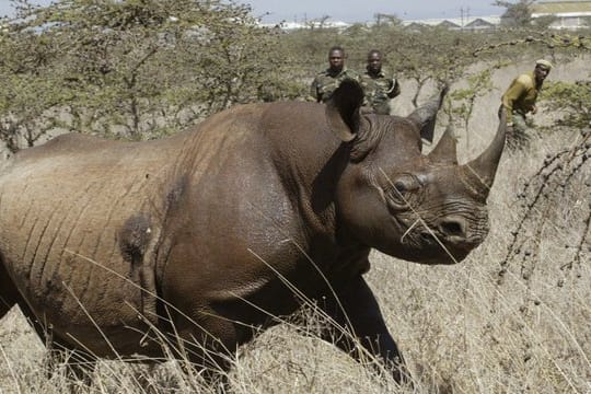 Ein halbes Jahr nach der Umsiedlung von sechs Nashörnern aus Südafrika in den Tschad sind vier der vom Aussterben bedrohten Tiere verendet.
