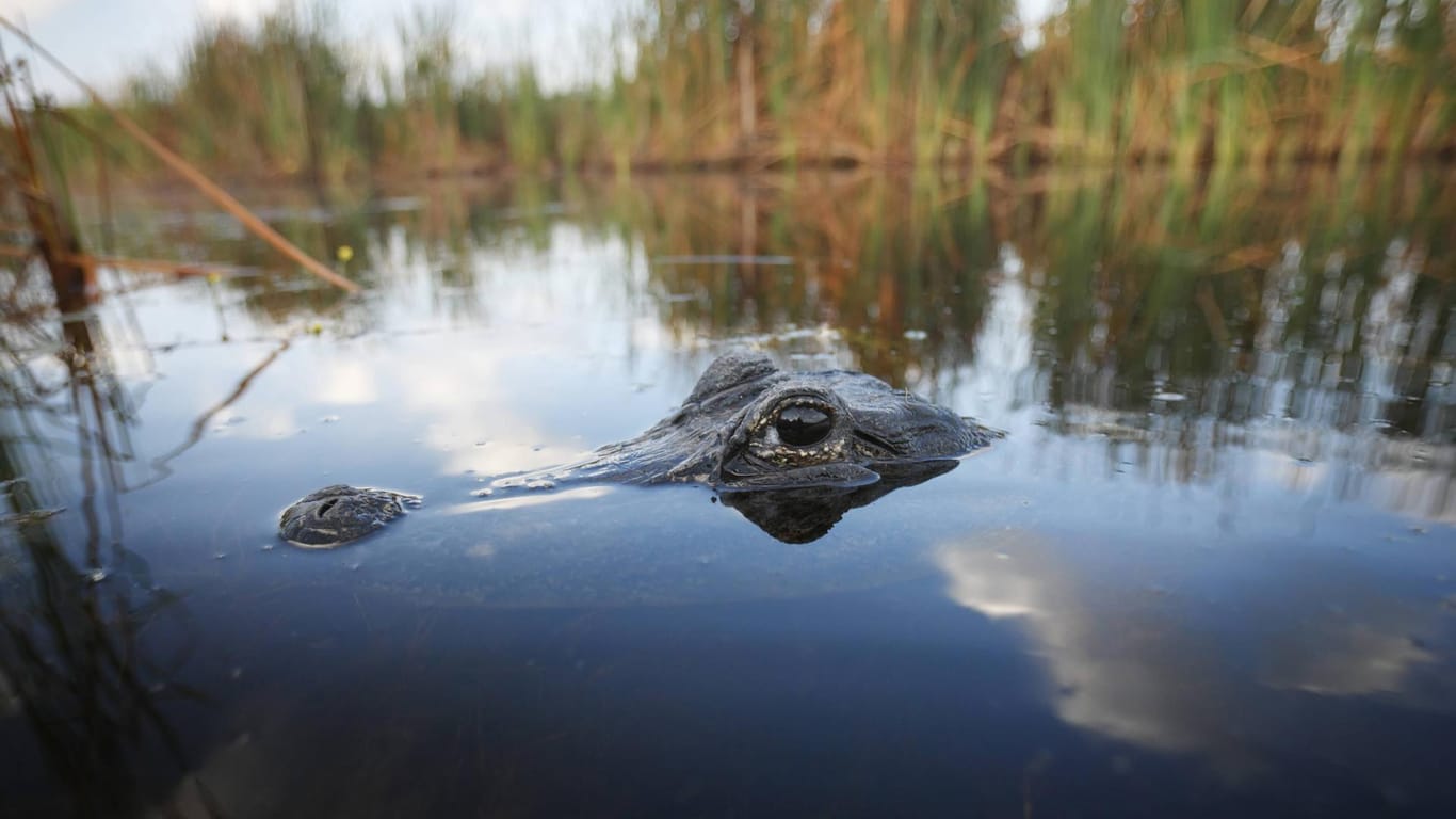 Ein amerikanischer Alligator in Florida: Ein Mann wurde in einer Alligatoren-Farm beim Baden verletzt.