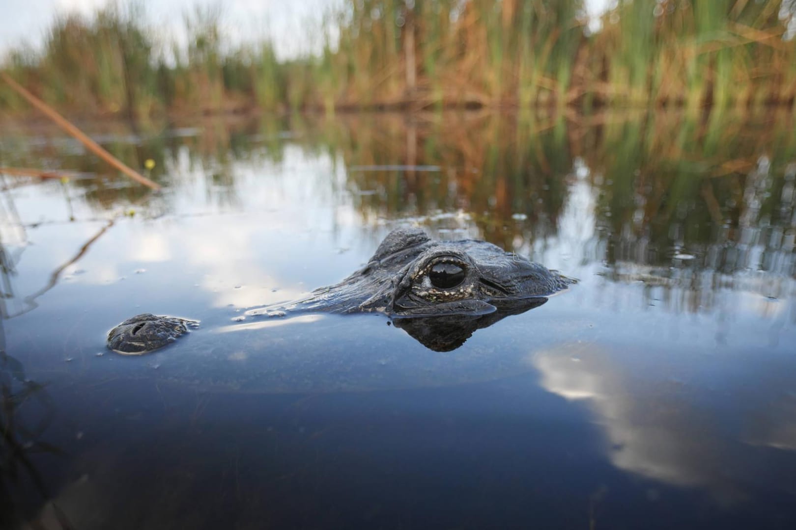 Ein amerikanischer Alligator in Florida: Ein Mann wurde in einer Alligatoren-Farm beim Baden verletzt.