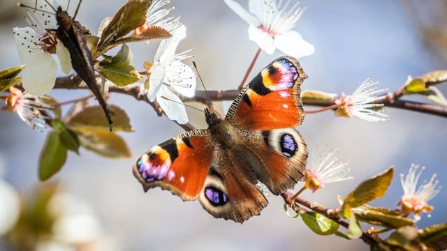 Ein Tagpfauenauge saugt Nektar aus den Blüten eines Baumes.