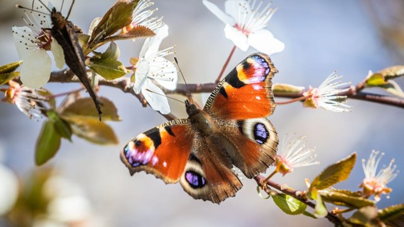 Schmetterling: Datenanalysen zeigen, dass die Zahl der Insekten in den letzten Jahren zurückgegangen ist.