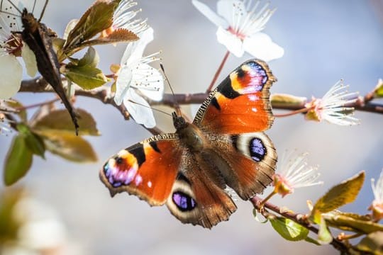 Schmetterling: Datenanalysen zeigen, dass die Zahl der Insekten in den letzten Jahren zurückgegangen ist.