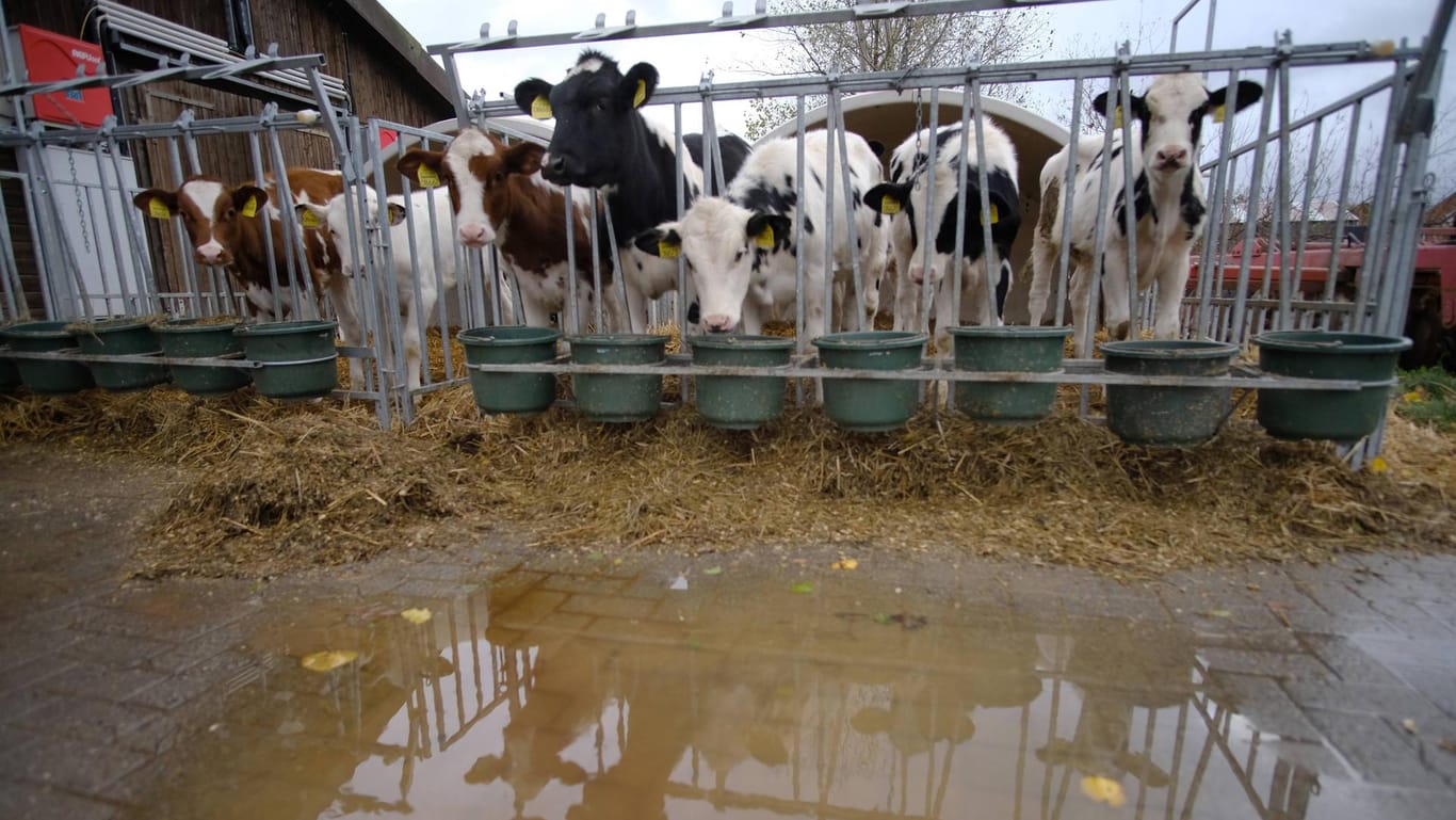 Kälber auf einem Biobauernhof: Vielen Verbrauchern liegt das Tierwohl am Herzen.