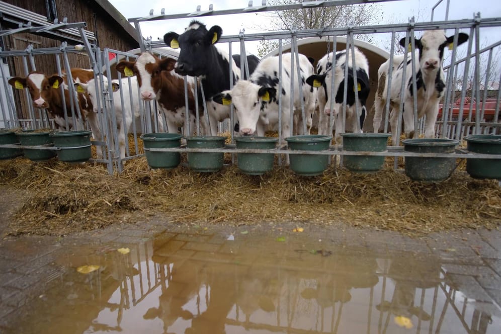Kälber auf einem Biobauernhof: Vielen Verbrauchern liegt das Tierwohl am Herzen.