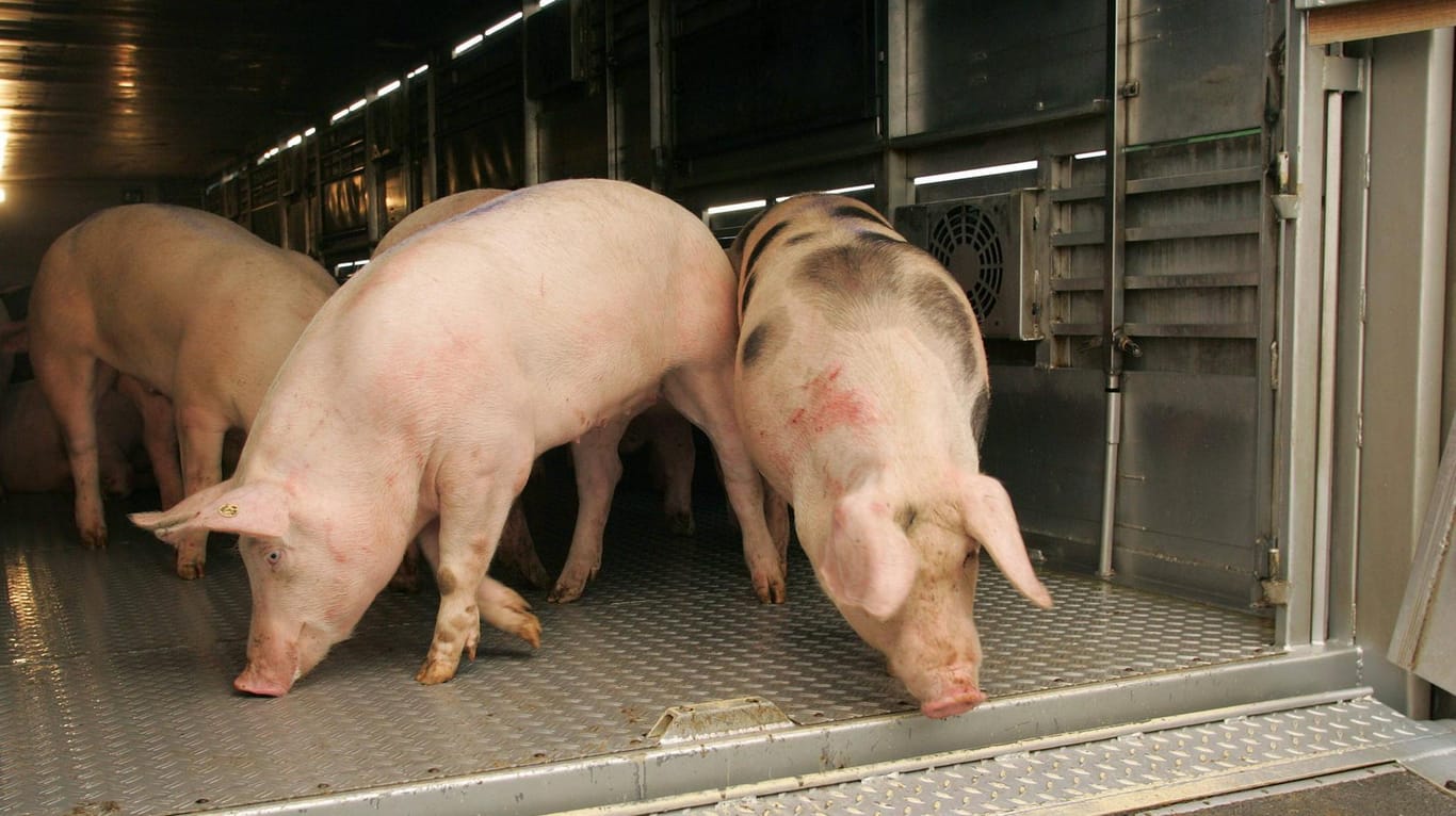 Schweine in einem Viehtransporter: Während der Fahrt hat sich die Tür des Transporters geöffnet. Die Ursache ist unklar.