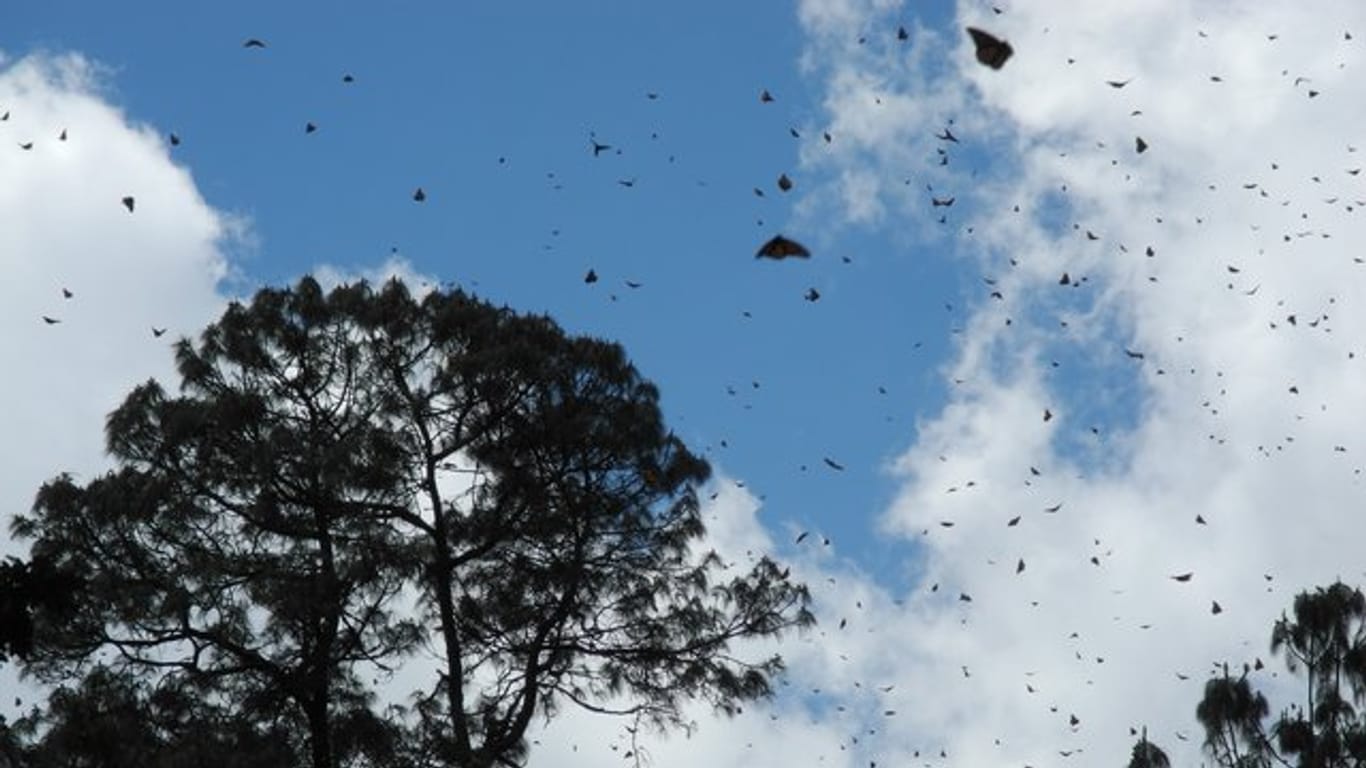 Die Monarchfalter sind zwar nicht vom Aussterben bedroht, aber Nahrungsmangel in den USA, Abholzung in Mexiko und der Klimawandel gefährden die Insekten.