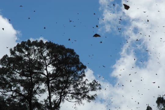 Die Monarchfalter sind zwar nicht vom Aussterben bedroht, aber Nahrungsmangel in den USA, Abholzung in Mexiko und der Klimawandel gefährden die Insekten.
