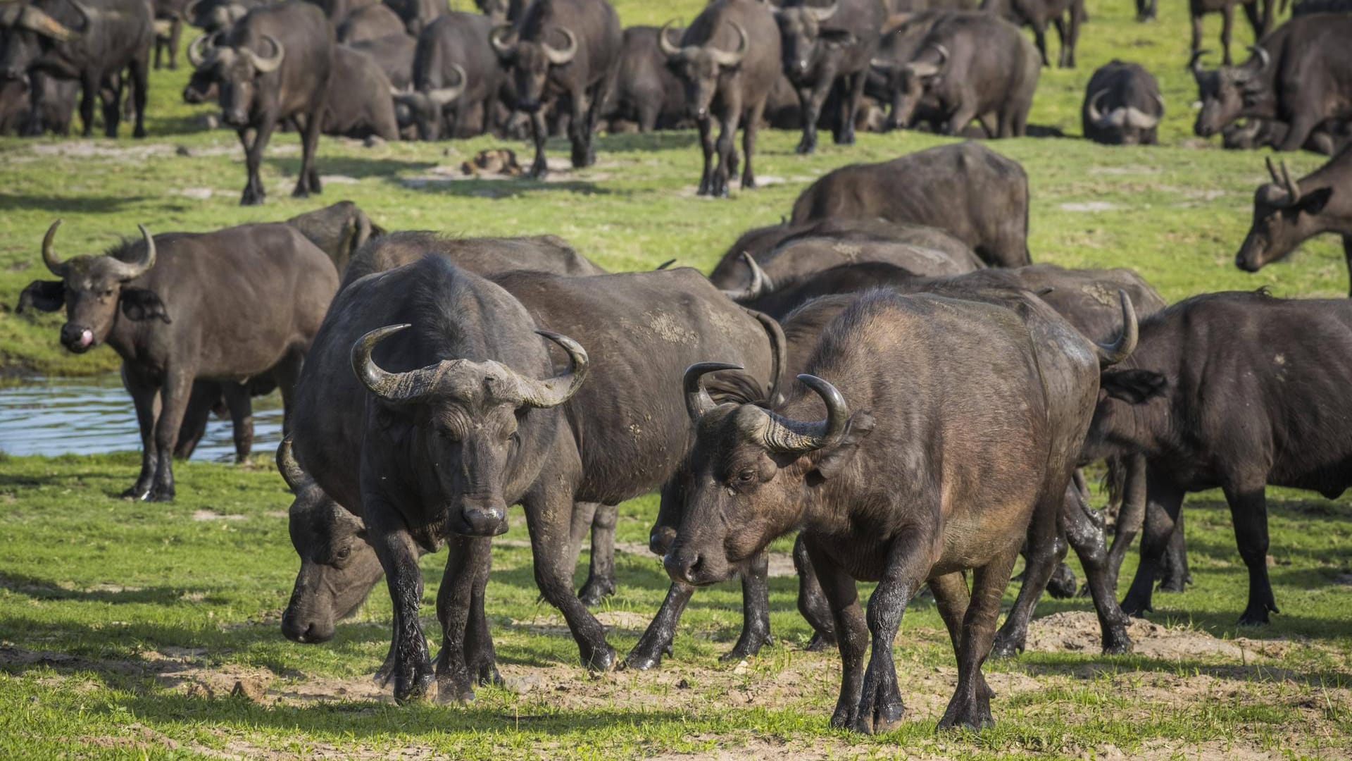 Büffel in Botsuana: 400 Tiere verendeten auf der Flucht vor Löwen in einem Fluss. (Symbolbild) Büffel in Botsuana: 400 Tiere verendeten auf der Flucht vor Löwen in einem Fluss. (Symbolbild)