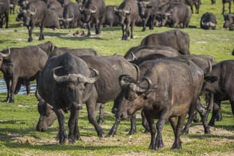 Büffel in Botsuana: 400 Tiere verendeten auf der Flucht vor Löwen in einem Fluss. (Symbolbild)