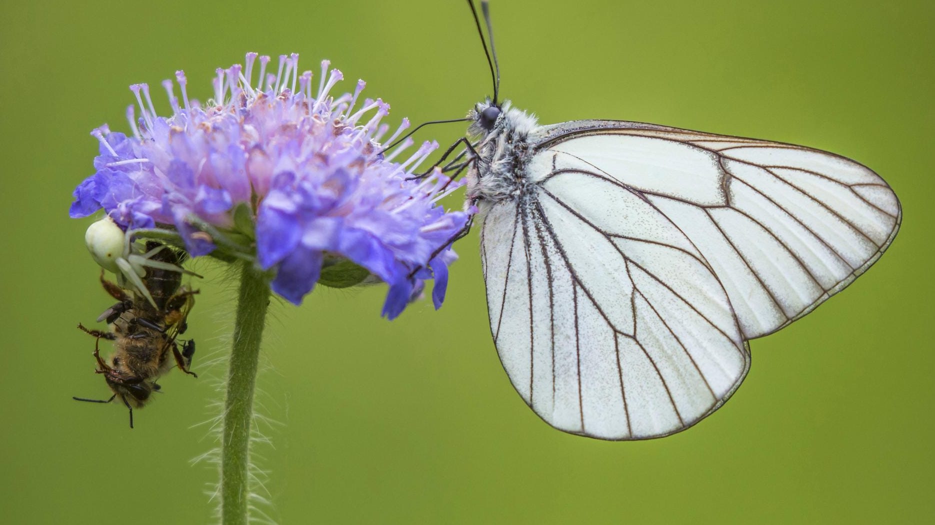 Die Stadt Wuppertal möchte mehr naturbelassene Grünflächen in Straßennähe. Die Stadt Wuppertal möchte mehr naturbelassene Grünflächen in Straßennähe.