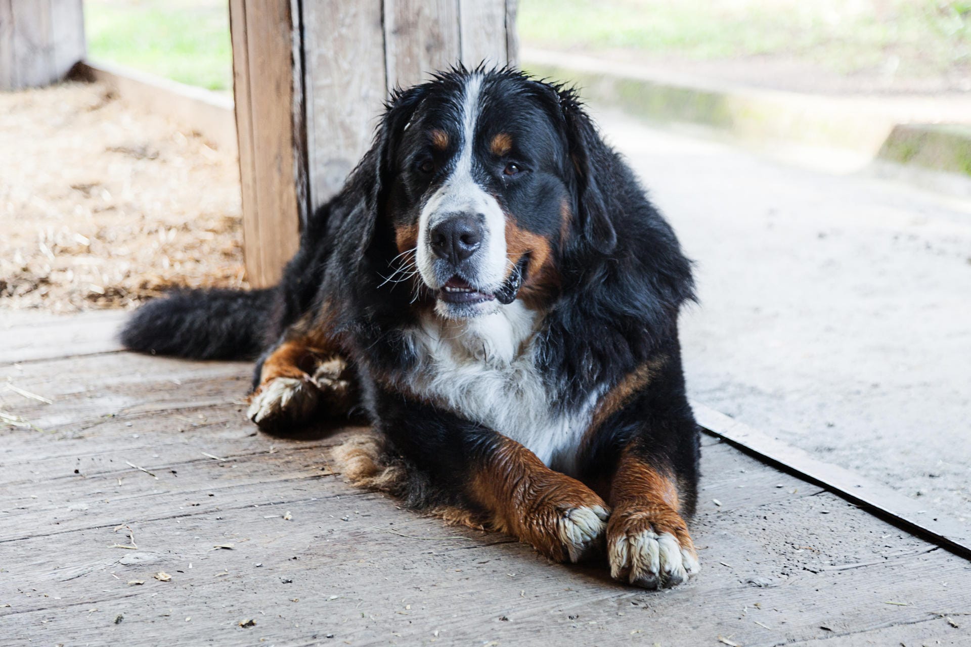 Der Berner Sennenhund wird besonders gerne auf Bauernhöfen als Wachhund eingesetzt. Er ist aber auch ein beliebter Familienhund.