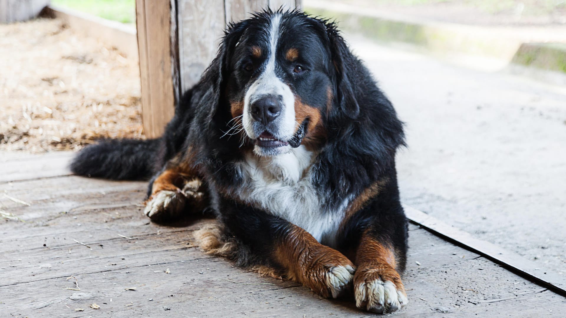 Der Berner Sennenhund wird besonders gerne auf Bauernhöfen als Wachhund eingesetzt. Er ist aber auch ein beliebter Familienhund.