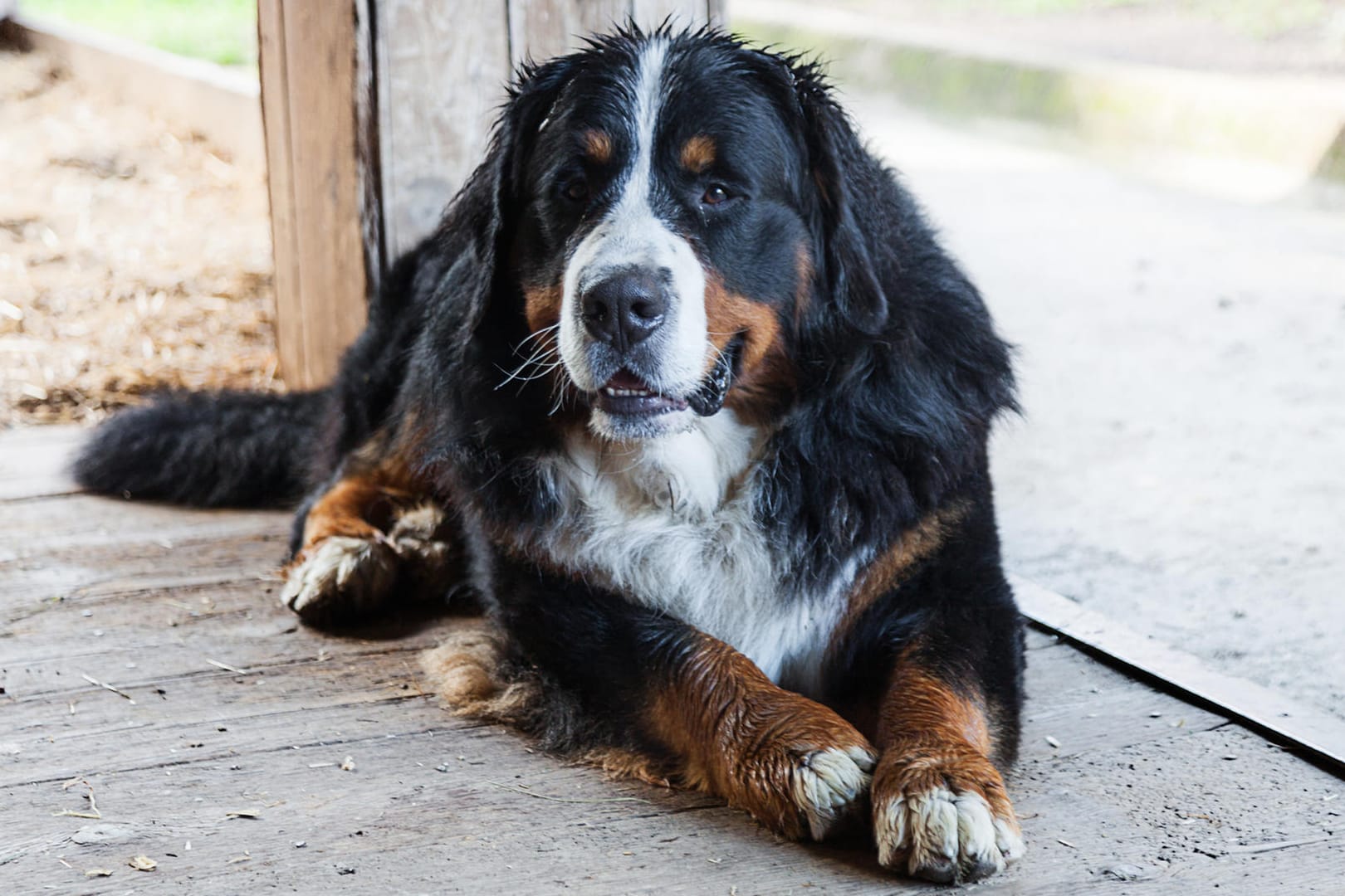 Der Berner Sennenhund wird besonders gerne auf Bauernhöfen als Wachhund eingesetzt. Er ist aber auch ein beliebter Familienhund.