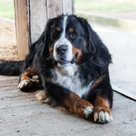 Der Berner Sennenhund wird besonders gerne auf Bauernhöfen als Wachhund eingesetzt. Er ist aber auch ein beliebter Familienhund.