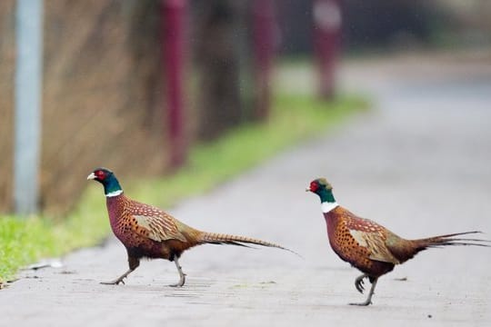 Durch Federtiere verursachte Schäden am Auto werden von Vollkaskoversicherungen übernommen.