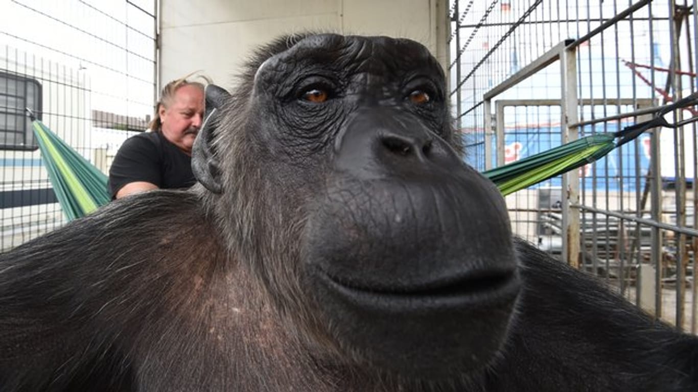 Schimpanse Robby darf bei der Familie von Zirkusdirektor Klaus Köhler (hinten) bleiben.