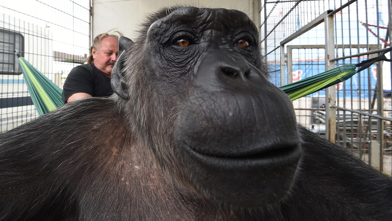 Schimpanse Robby und Zirkusdirektor Klaus Köhler: Das Tier lebt seit über 40 Jahren in dem Unterhaltungsbetrieb.