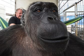 Schimpanse Robby und Zirkusdirektor Klaus Köhler: Das Tier lebt seit über 40 Jahren in dem Unterhaltungsbetrieb.