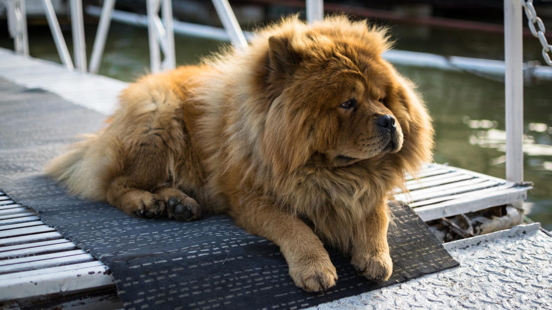 Chow Chow: Er ist ein guter Wachhund, der selbstbewusst und Fremden gegenüber misstrauisch ist.