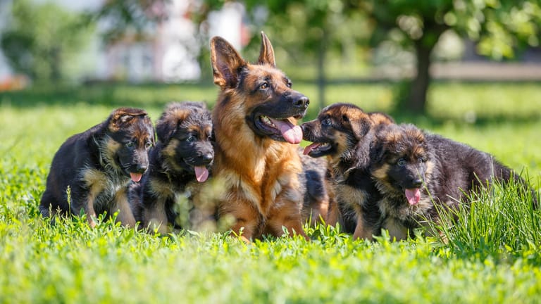 Deutscher Schäferhund mit Welpen: Ein Hund ist erst ab einem Alter von circa drei Jahren als Wachhund einsetzbar.