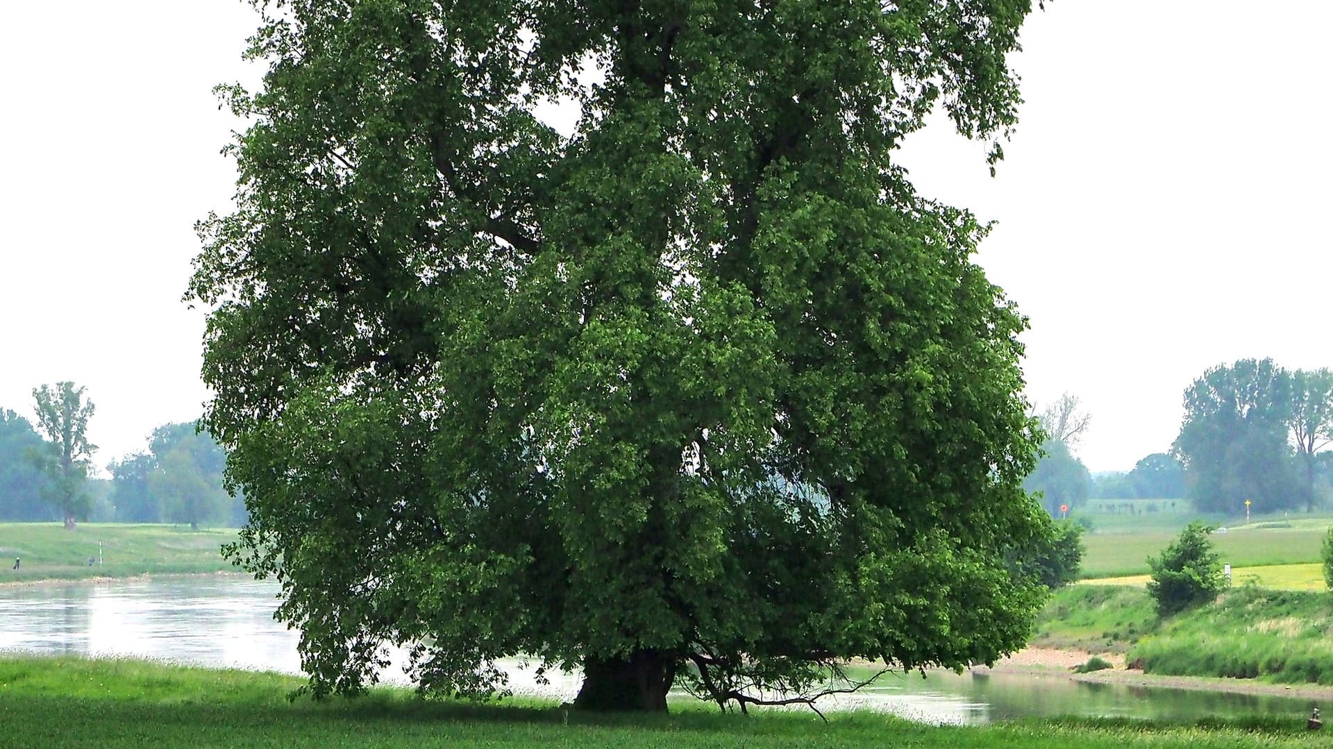 Nah am Wasser gebaut: Die Flatterulme ist Baum des Jahres 2019.