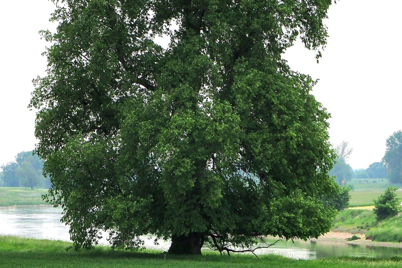 Nah am Wasser gebaut: Die Flatterulme ist Baum des Jahres 2019.