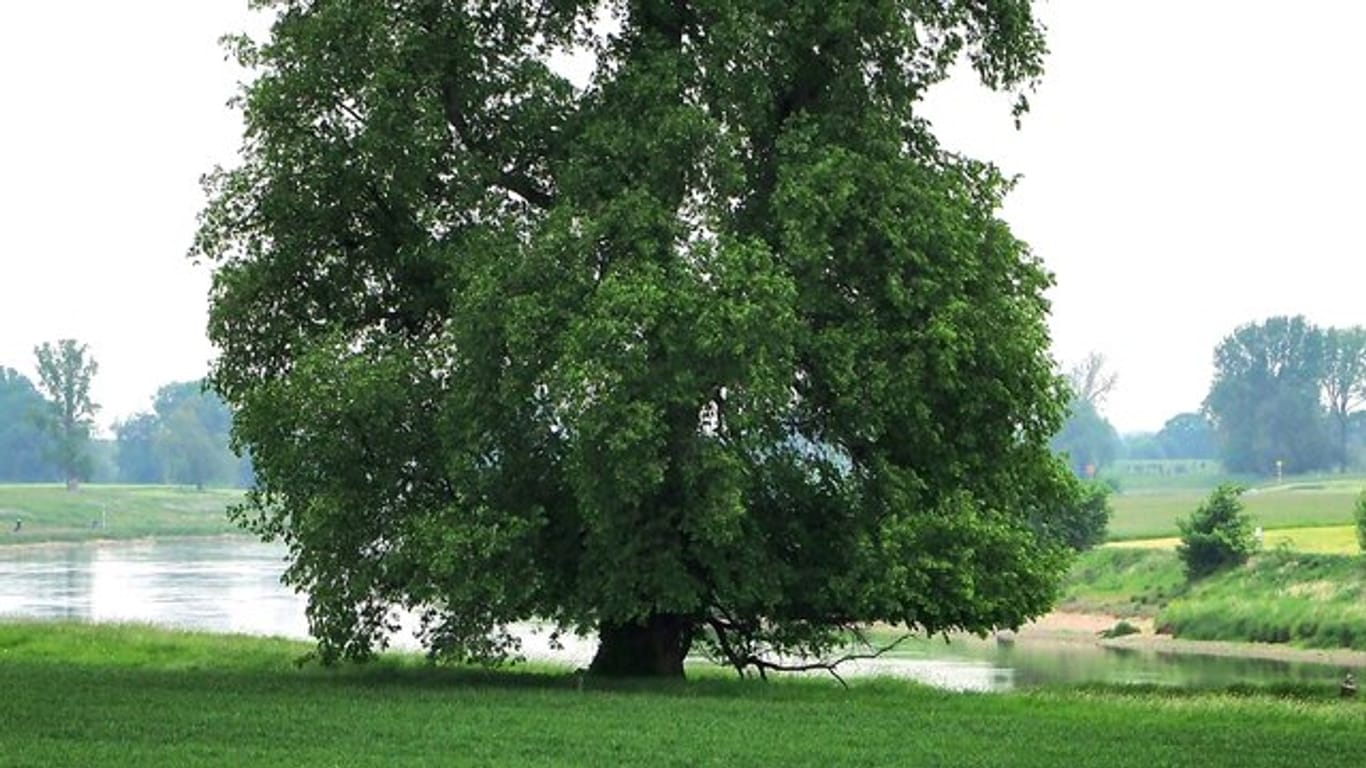Sie wurde zum Baum des Jahres 2019 gekürt: die Flatter-Ulme.