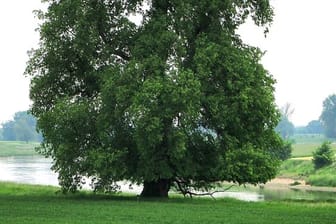 Sie wurde zum Baum des Jahres 2019 gekürt: die Flatter-Ulme.