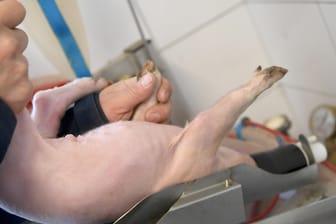 Ferkelkastration: Ein Schweinezüchter legt ein junges Ferkel zur Kastration in eine Narkoseanlage in seinem Zuchtbetrieb.