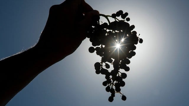 Der warme und trockene Herbst beschert den Winzern in diesem Jahr einen besonders süßen Most.