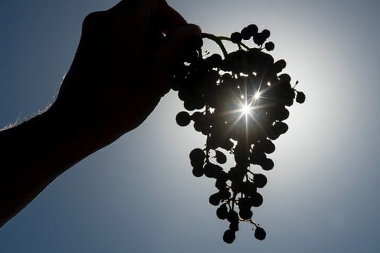 Der warme und trockene Herbst beschert den Winzern in diesem Jahr einen besonders süßen Most.