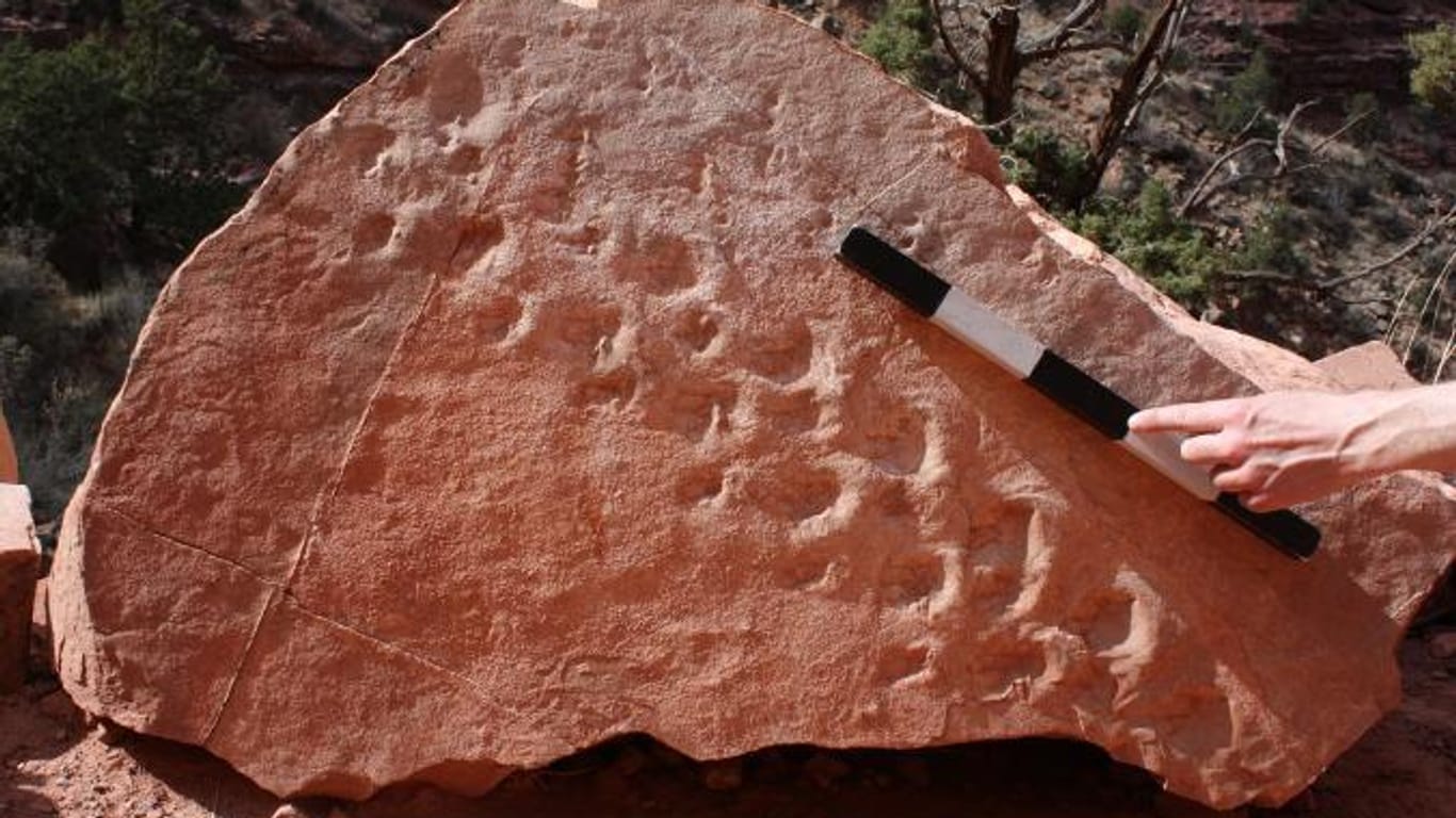 Der Felsbrocken mit den fossilen Spuren: Bemerkenswert ist das ungewöhnliche Schrittmuster – noch immer ist unklar, wie die Anordnung zustande kam.