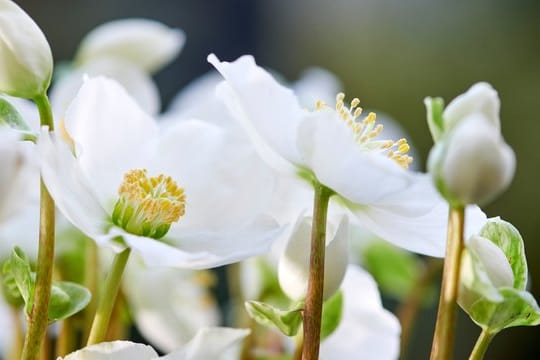 Die Christrose blüht von November bis März.