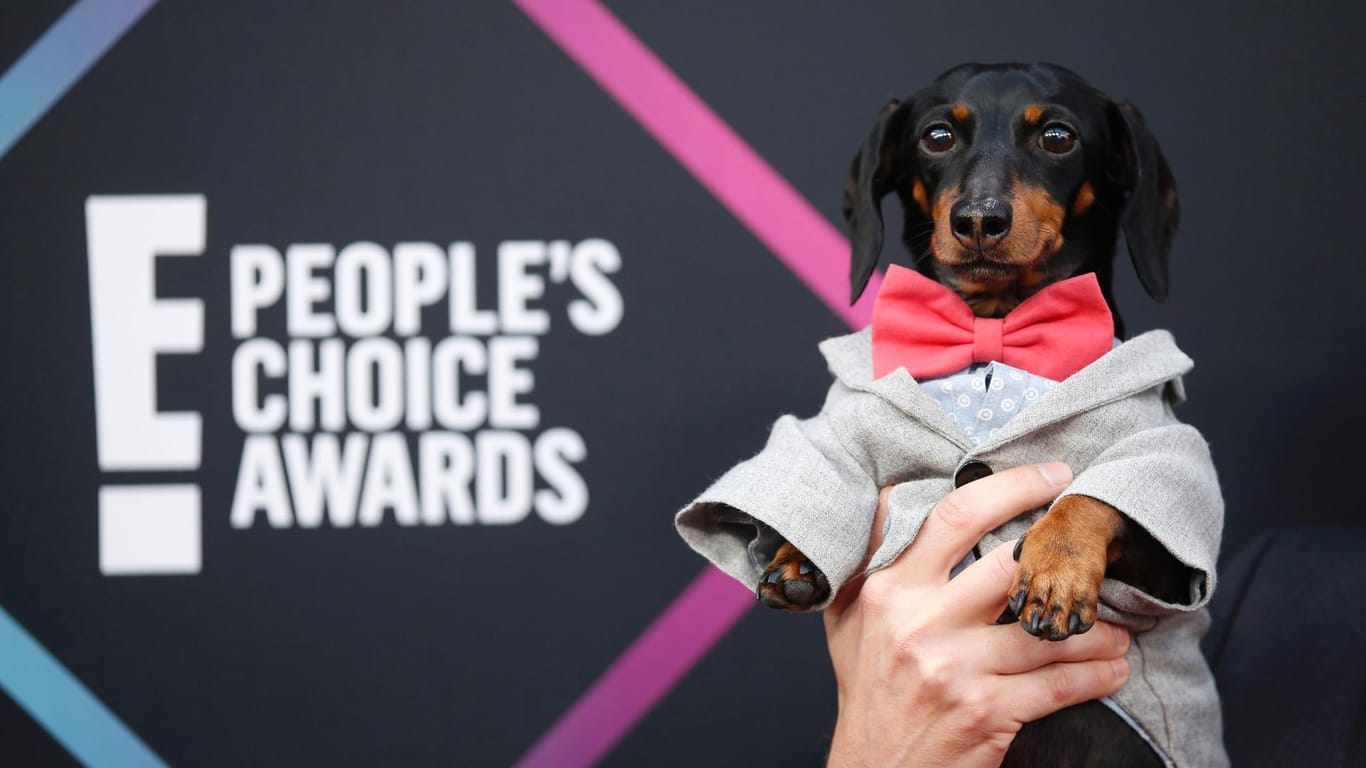 Dachshund Crusoe: Der Social-Media-Star wurde zum Tier des Jahres gekürt.