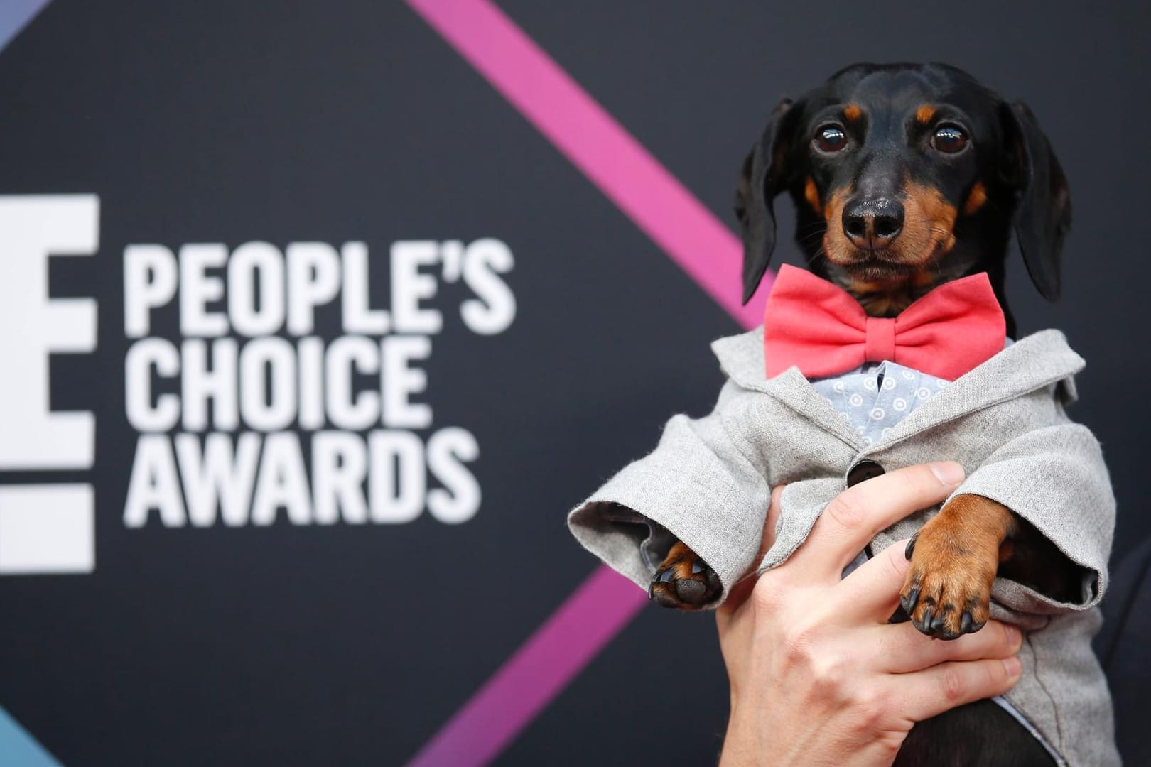 Dachshund Crusoe: Der Social-Media-Star wurde zum Tier des Jahres gekürt.