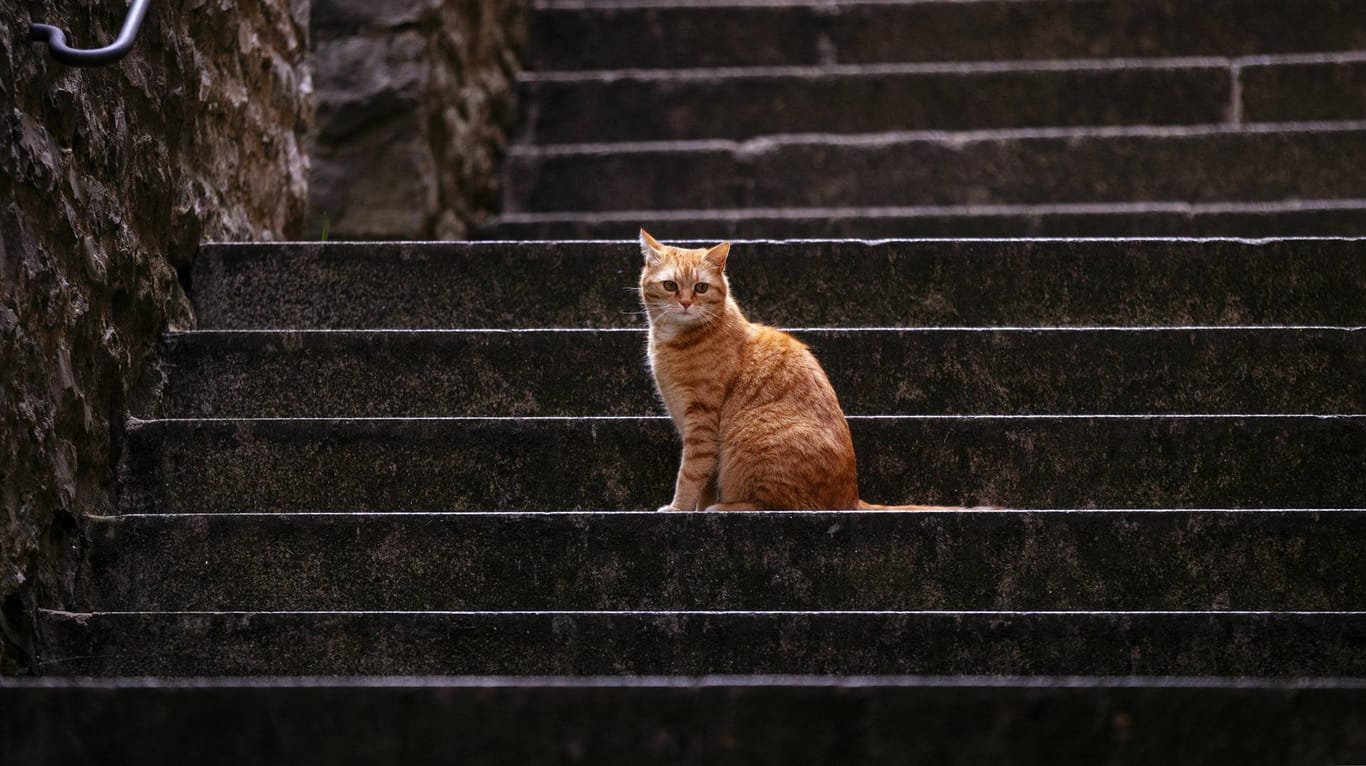 Einsame Katze (Symbolbild): Besonders in Marokko gibt es viele streunende Katzen. Reisende sollten sich impfen, bevor sie den Kontakt zu den Vierbeinern suchen.