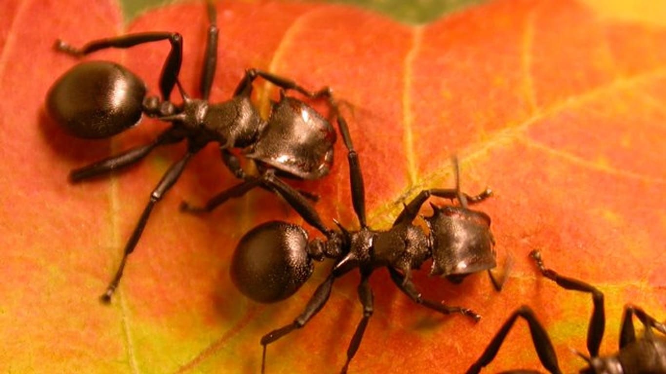 Ameisen der Art Cephalotes atratus auf einem Blatt.