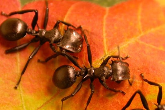Ameisen der Art Cephalotes atratus auf einem Blatt.