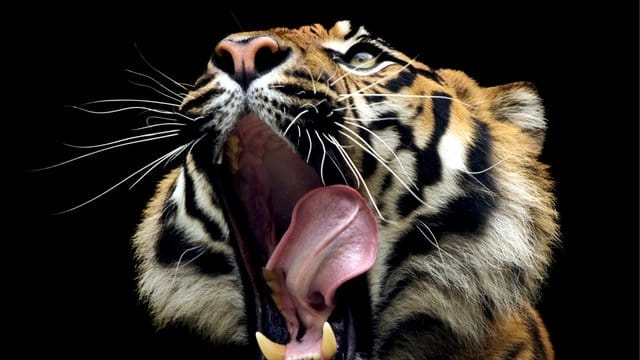 Zu den Bestandteilen der traditionellen chinesischen Volksmedizin gehören auch die Knochen von Tigern. Zu den Bestandteilen der traditionellen chinesischen Volksmedizin gehören auch die Knochen von Tigern.