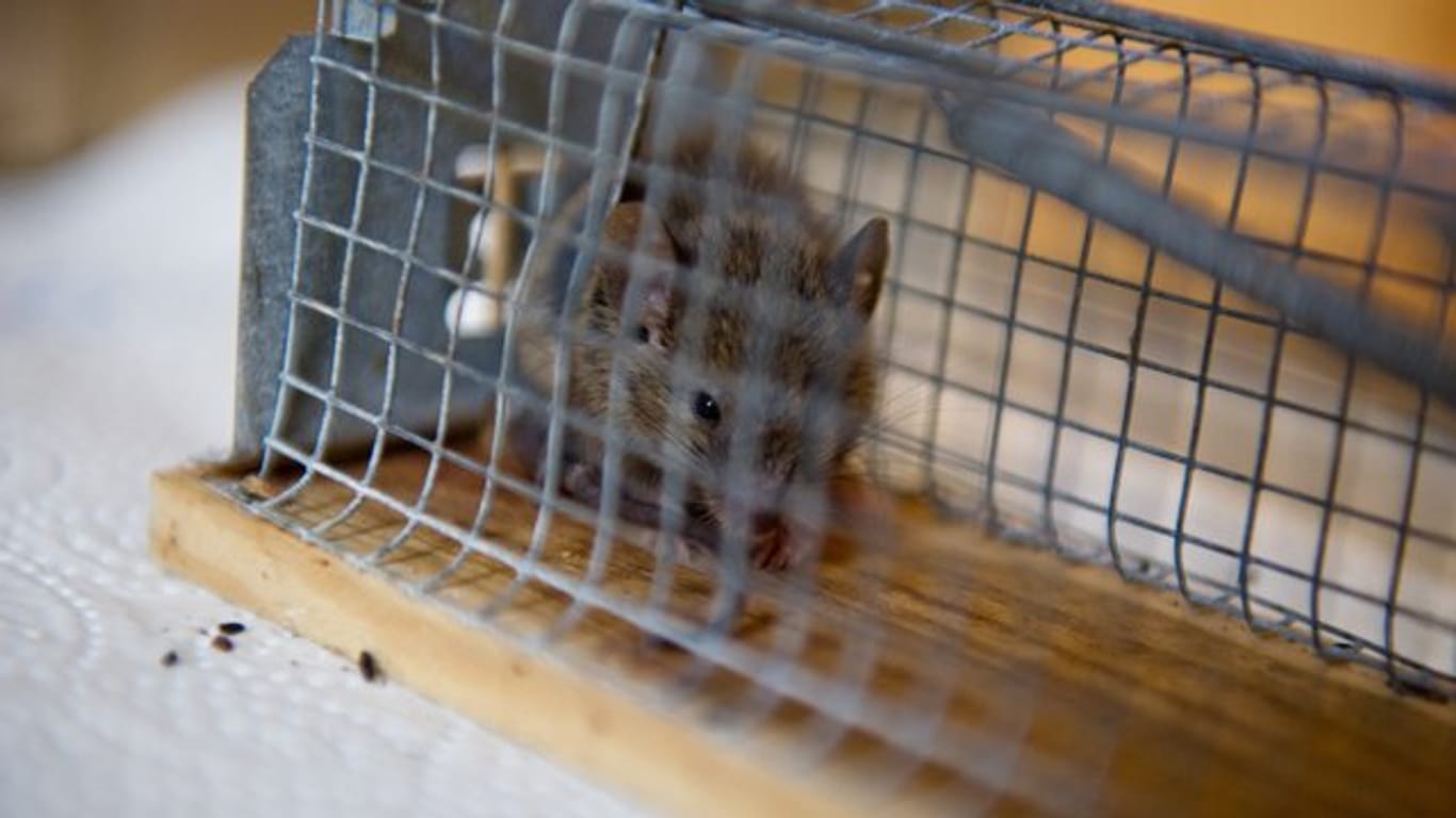 Mit einer Lebendfalle kann man Mäuse im Haus lebendig fangen und dann in der Natur aussetzen.
