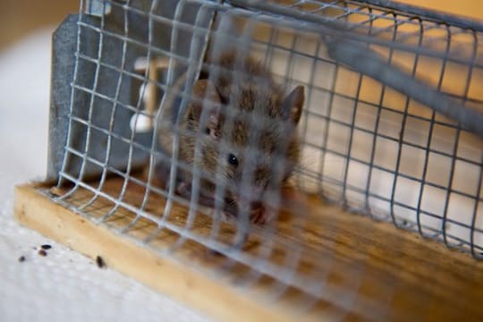 Mit einer Lebendfalle kann man Mäuse im Haus lebendig fangen und dann in der Natur aussetzen.